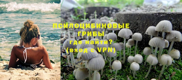 прущие грибы Вяземский
